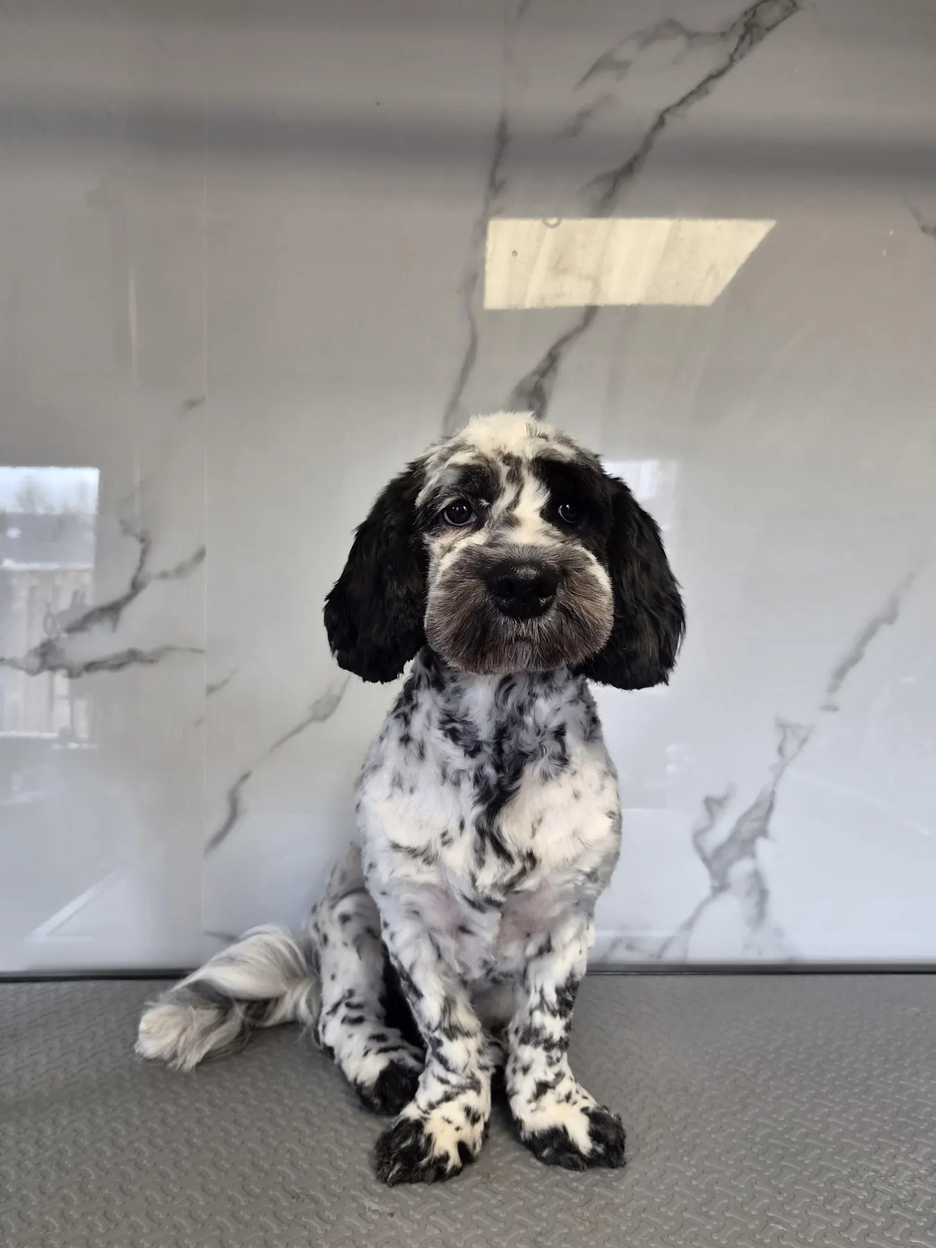 Zwart-witte hond op de trimtafel